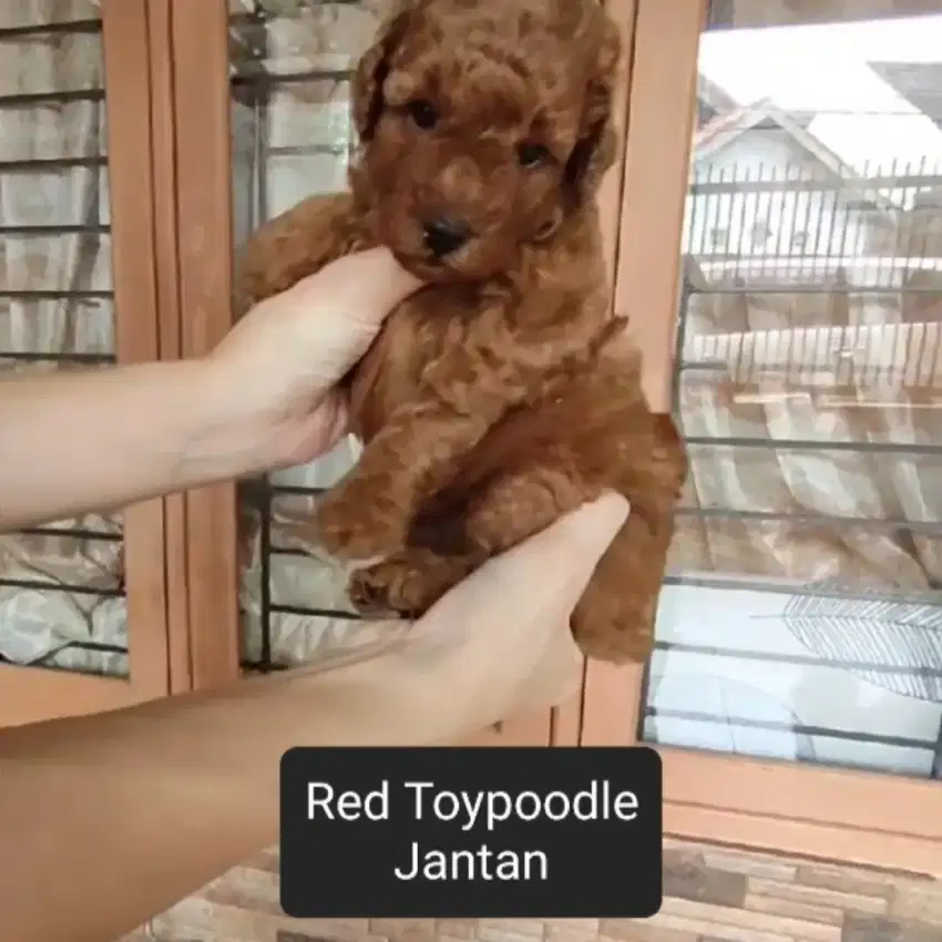 Anjing redtoypoodle