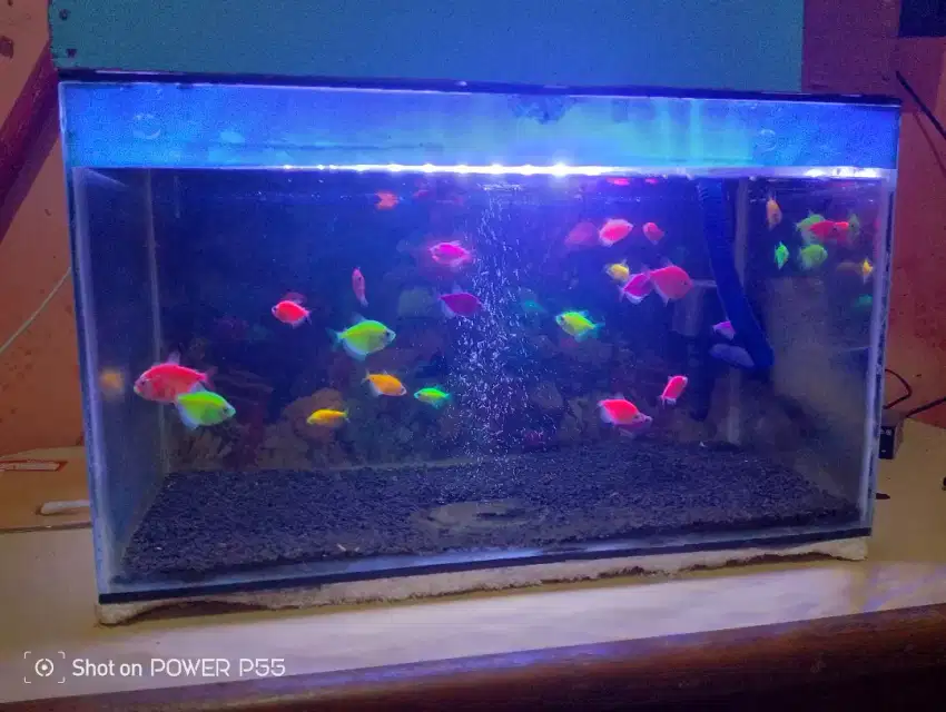 Ikan glofis pulset dengan aquarium