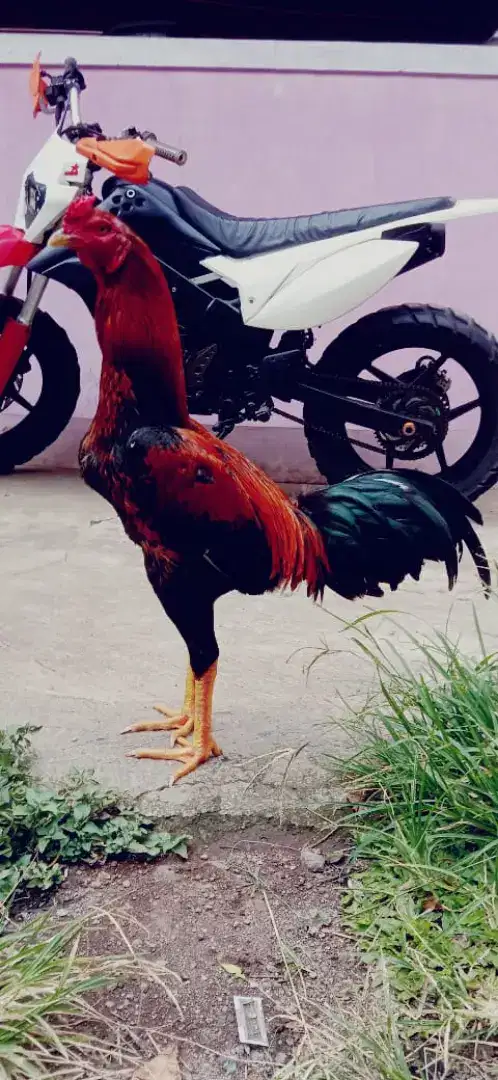 Ayam pakhoypamagonshamo win. 1x mantap pukul jos speed saraf