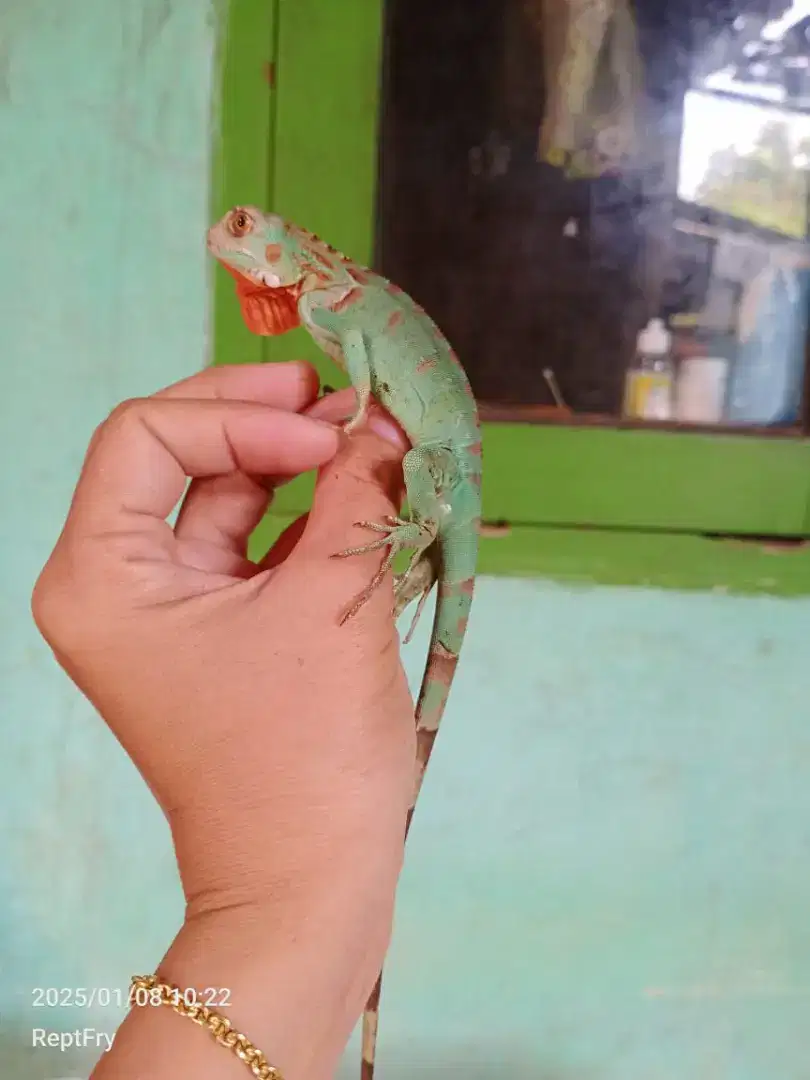 Super red axantic iguana