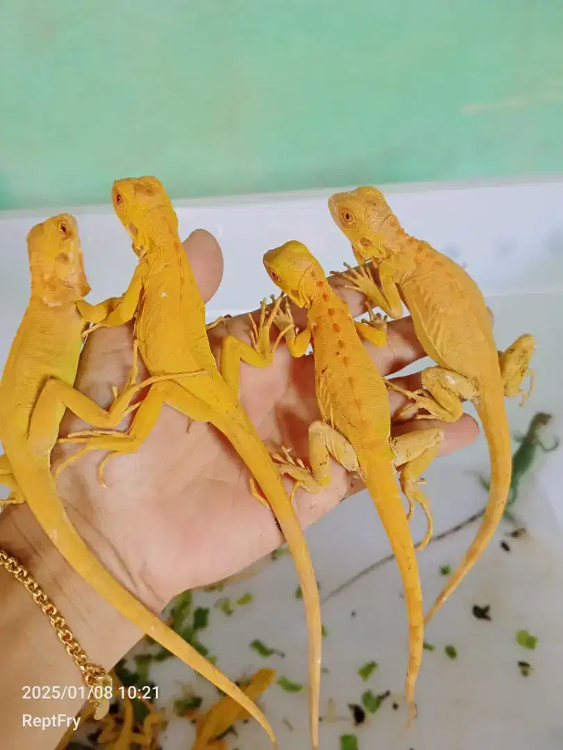 Red albino iguana