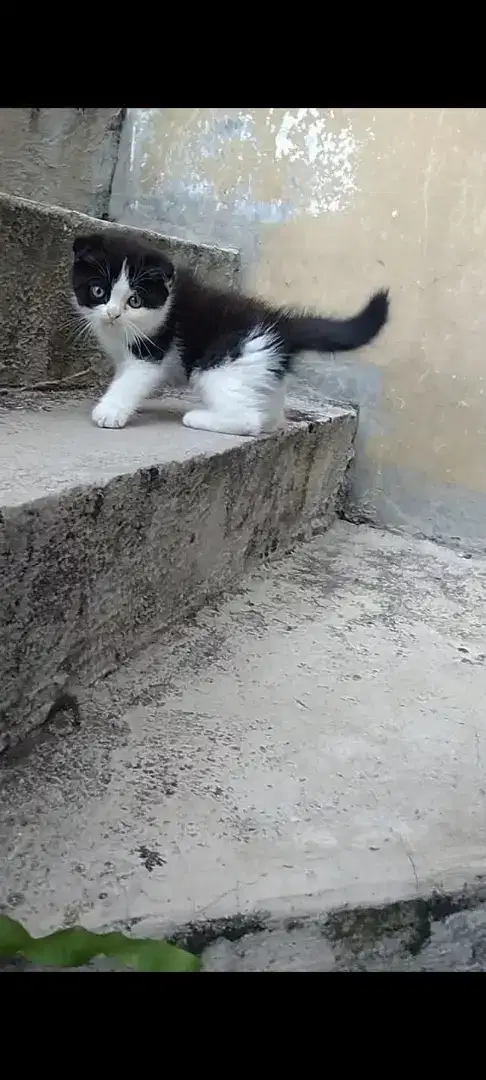 Kitten scottish fold