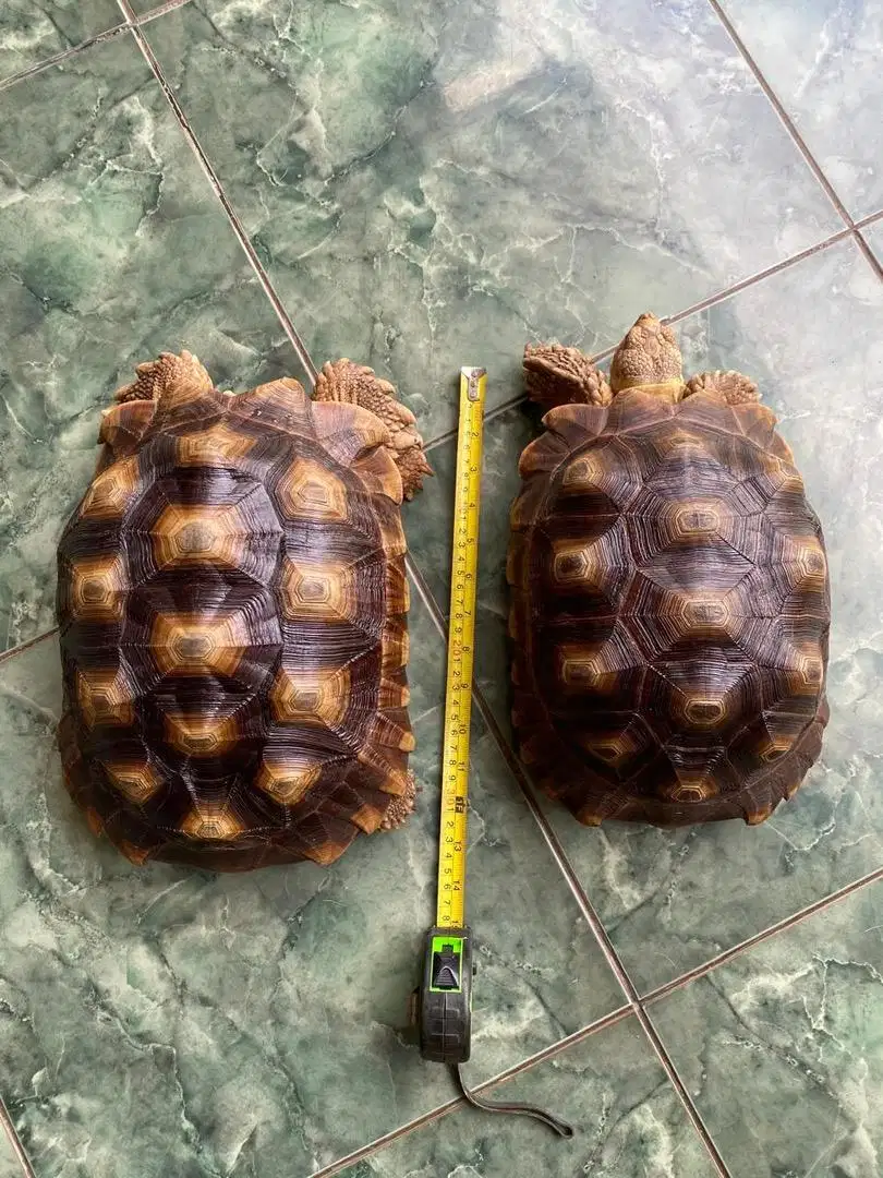 Kura kura sulcata 37 cm sepasang