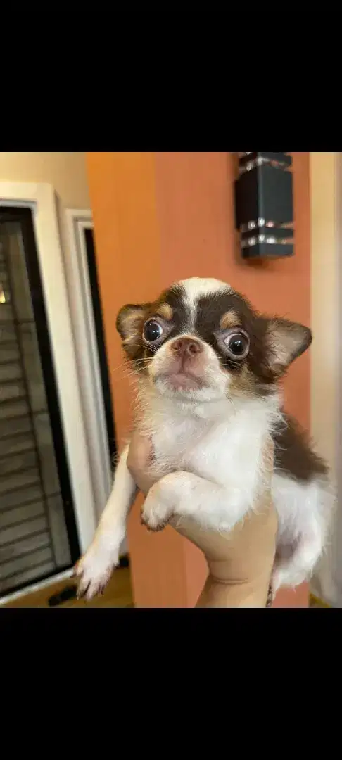 Anjing chihuahua jantan