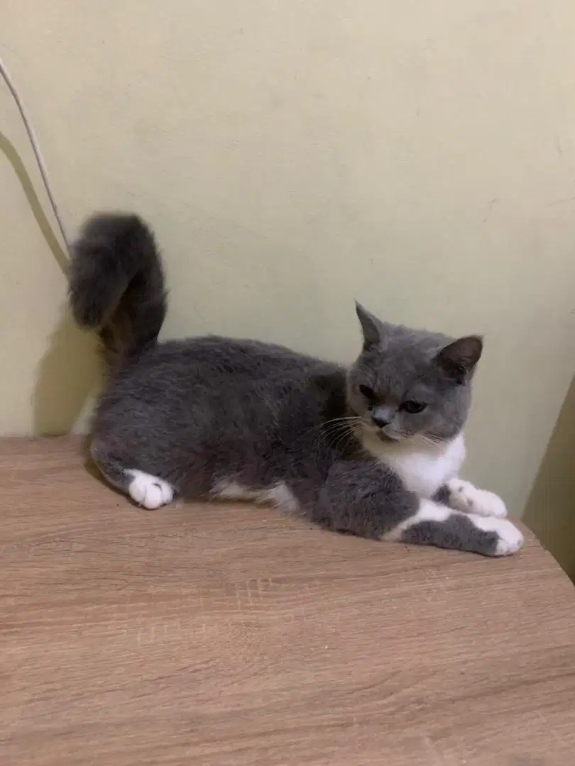 Kucing British Shorthair / BSH Betina