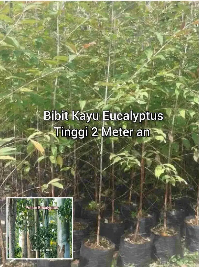 Eucalyptus Bibit  Kayu Tinggi 2 Meter an