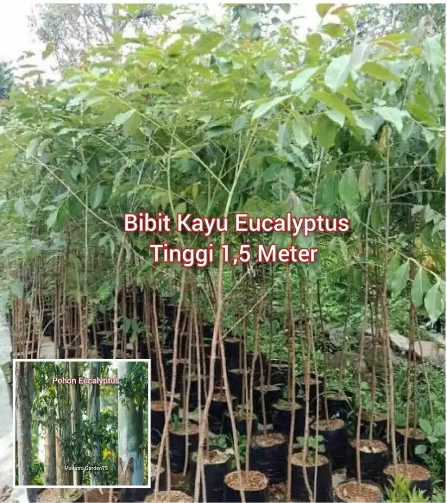 Eucalyptus Bibit Kayu Tinggi 1,5 Meter up