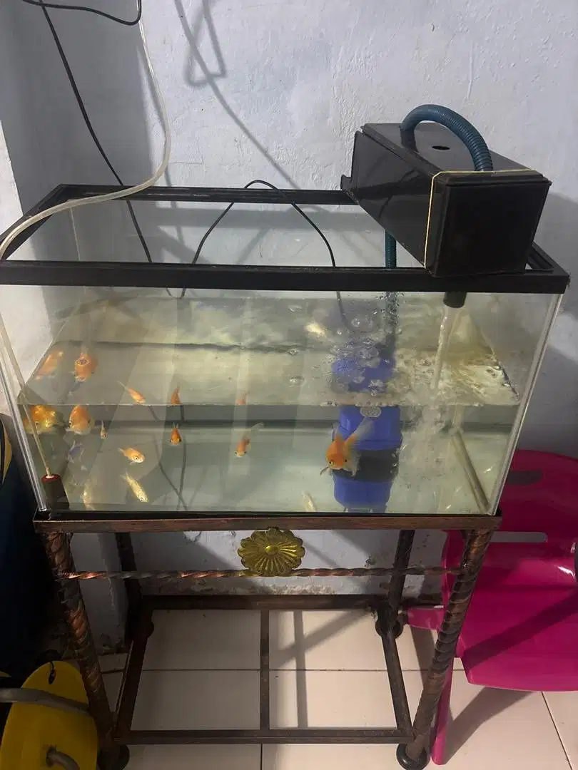 Jual akuarium beserta ikan