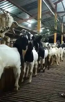 paketan 10 ekor kambing jantan TB 70cmUP 1 tahunan siap penggemukan ok