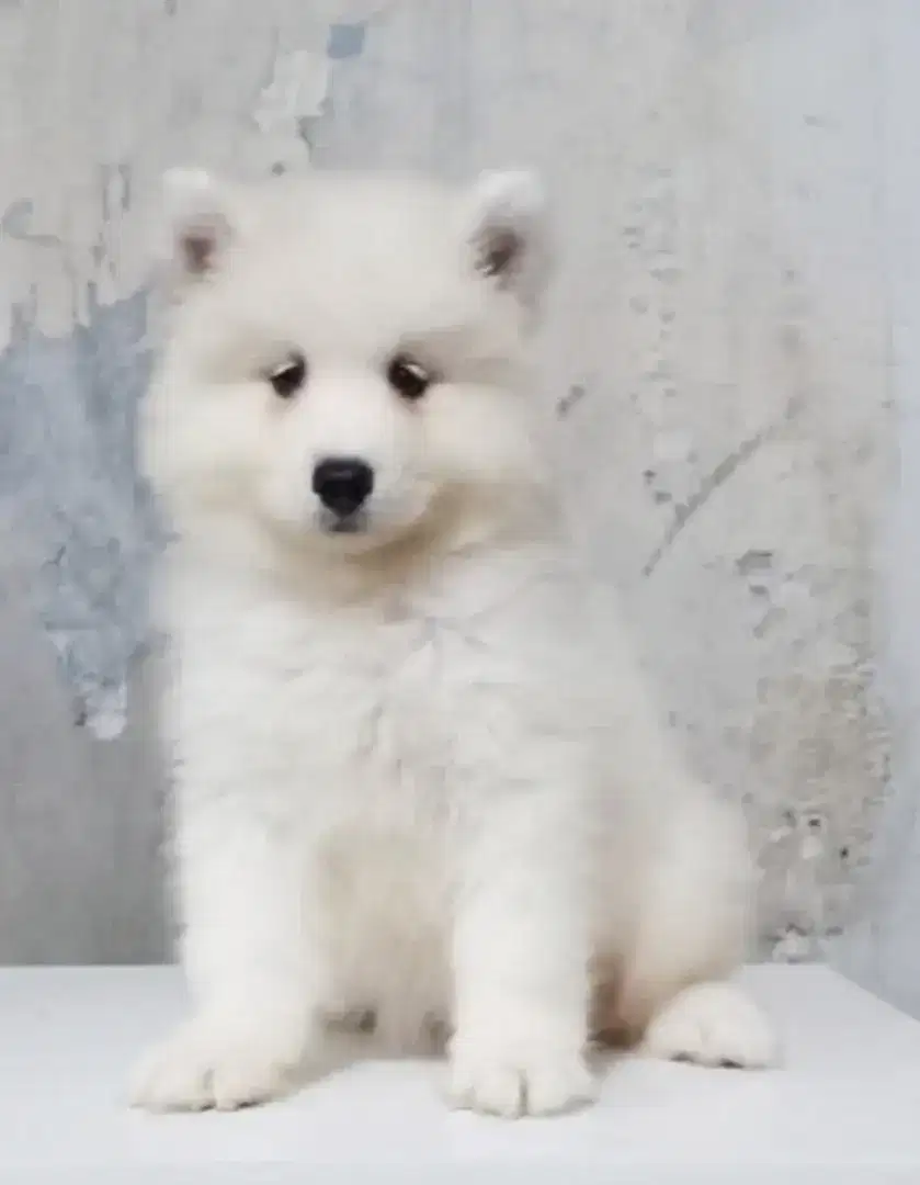 Samoyed Puppy Female