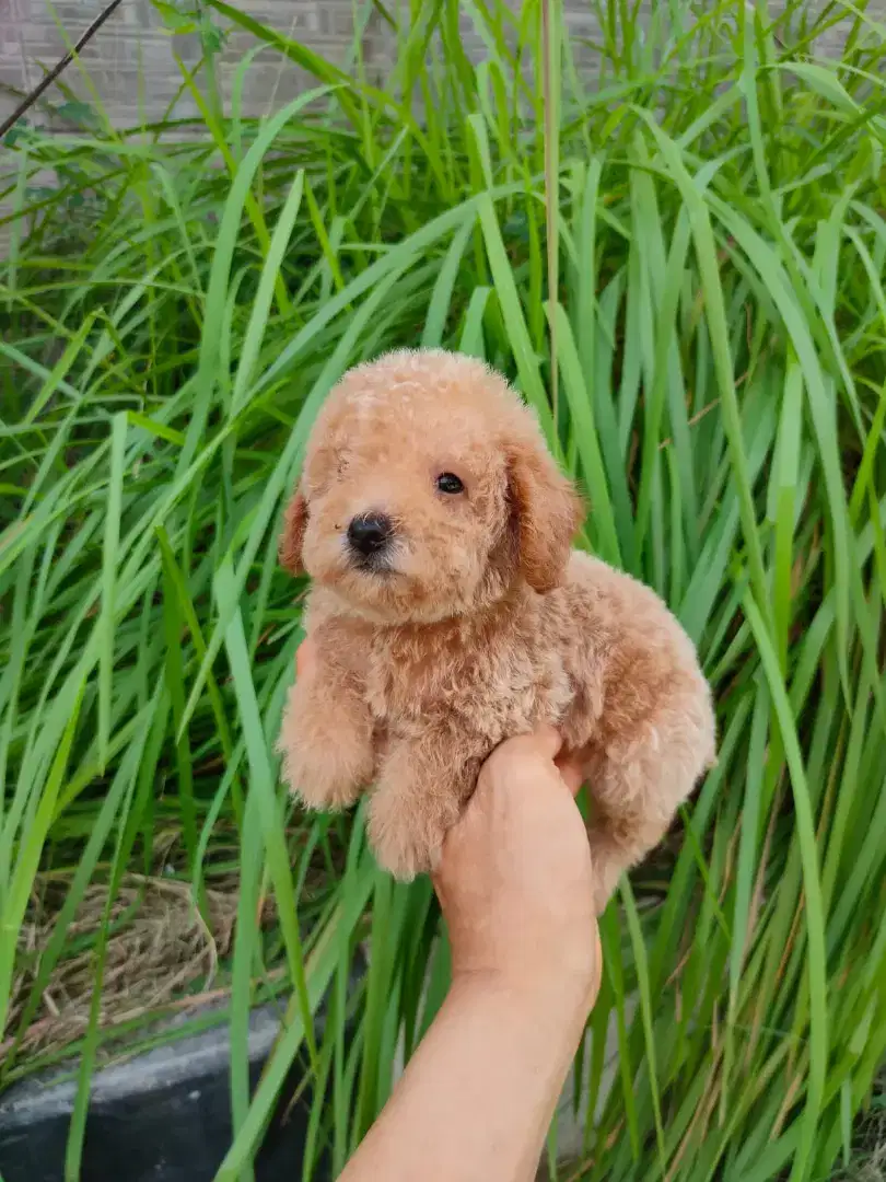 Toy Poodle puppy