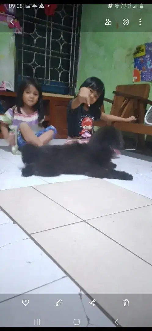 Anjing maltipo umur 1tahun