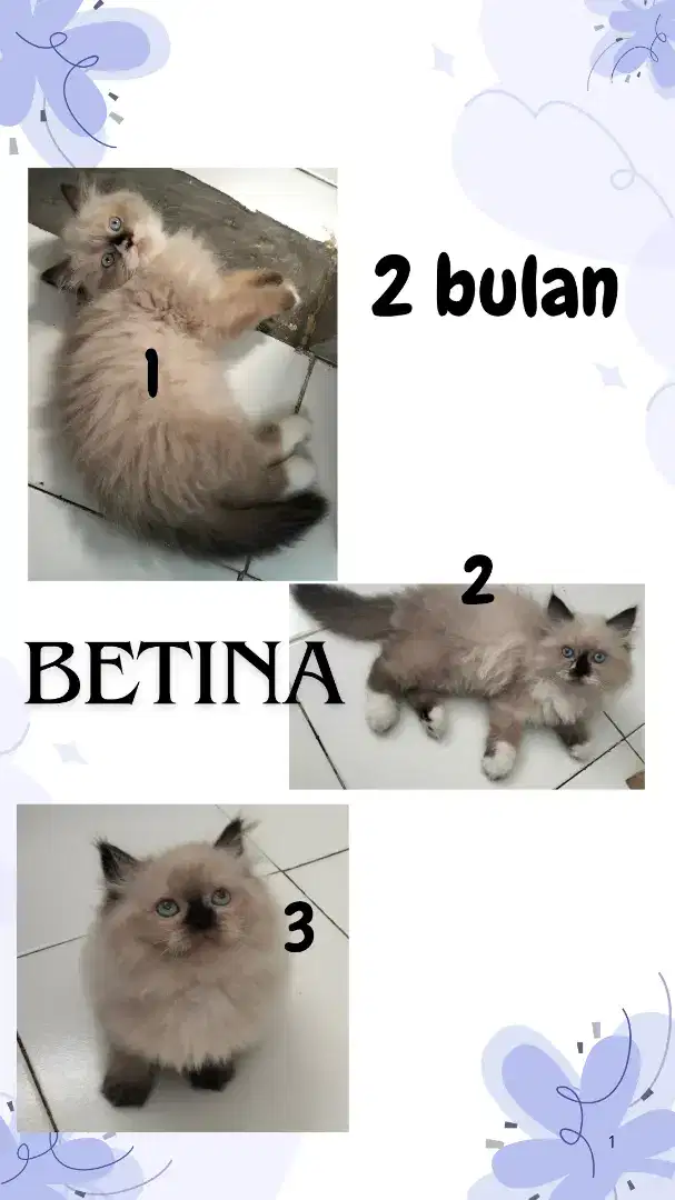 Kucing persia himalaya ragdoll