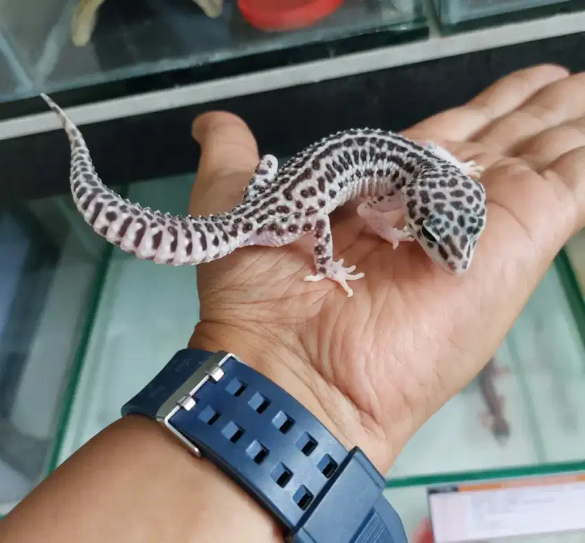 Leopard gecko super snow