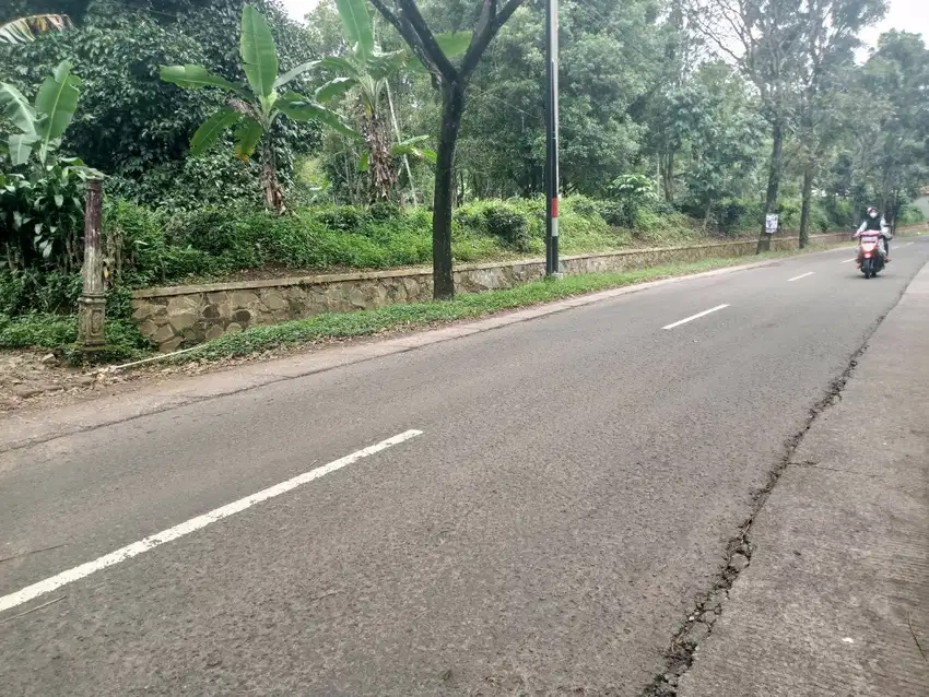 TANAH/ KEBUN CENGKEH DI JL. PROVINSI (KEC. SERANG PANJANG)