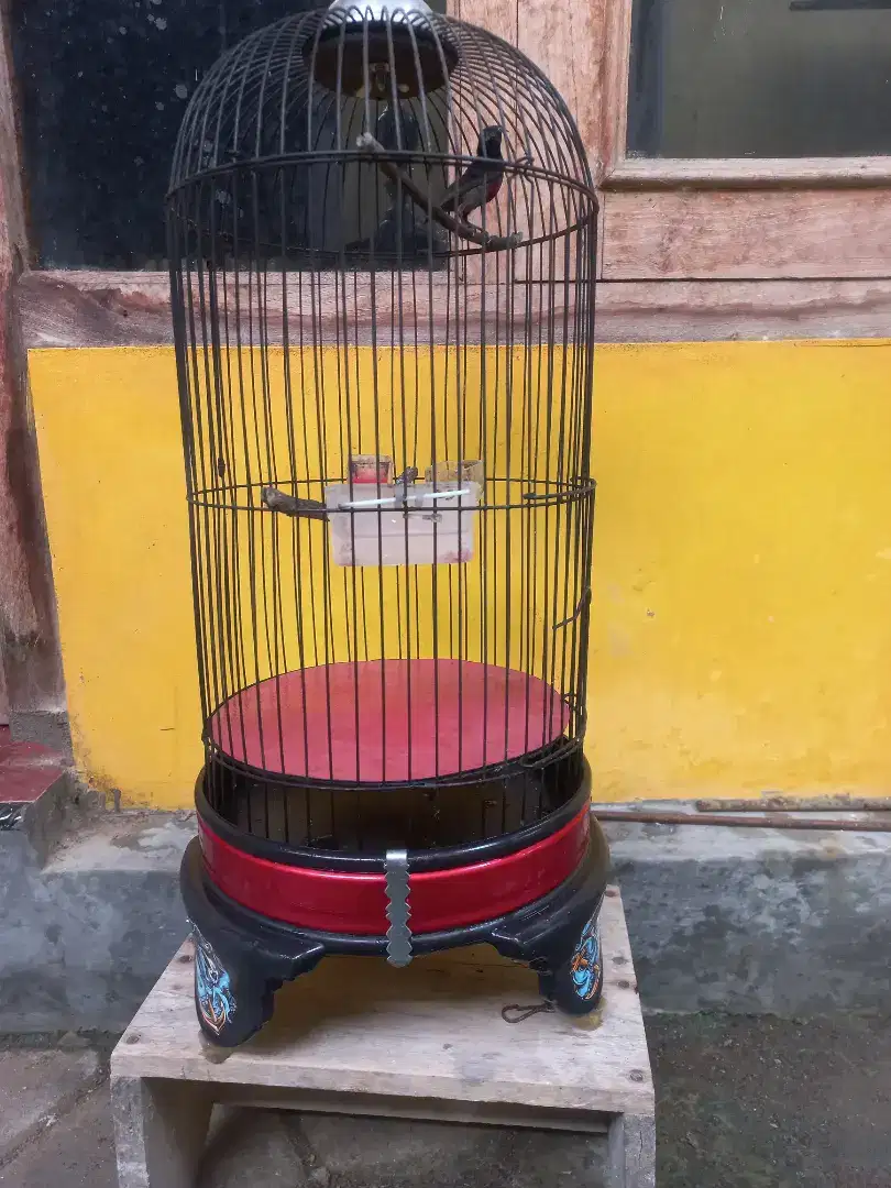 Burung konin dan sangkar