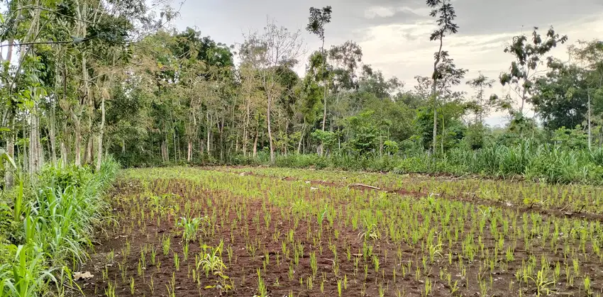 dijual tanah murah gunungkidul