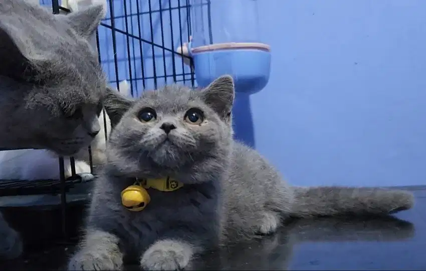 British Short Hair (Bsh) Male 3bln