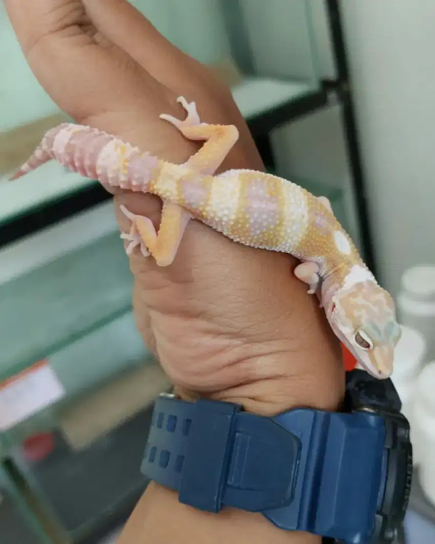 Leopard gecko ms wy tremper