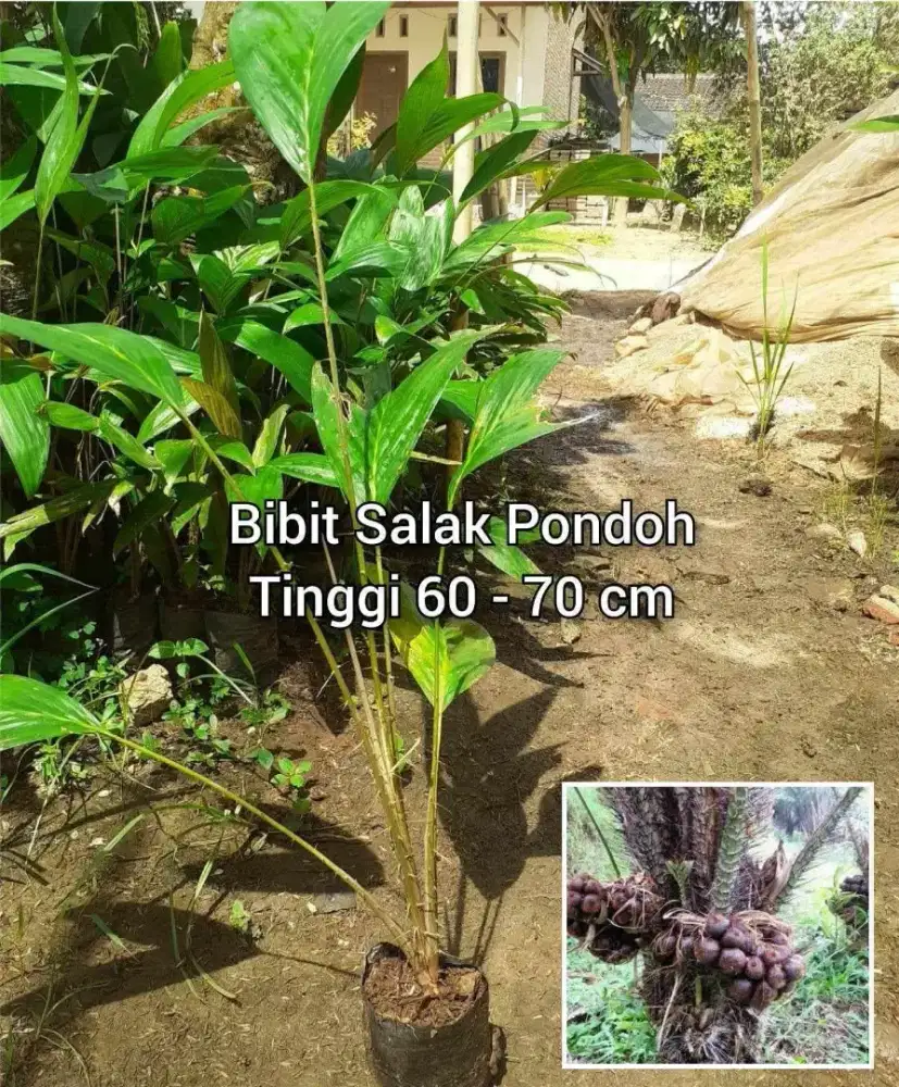 Salak Pondoh Bibit Genjah Tinggi 70 cm