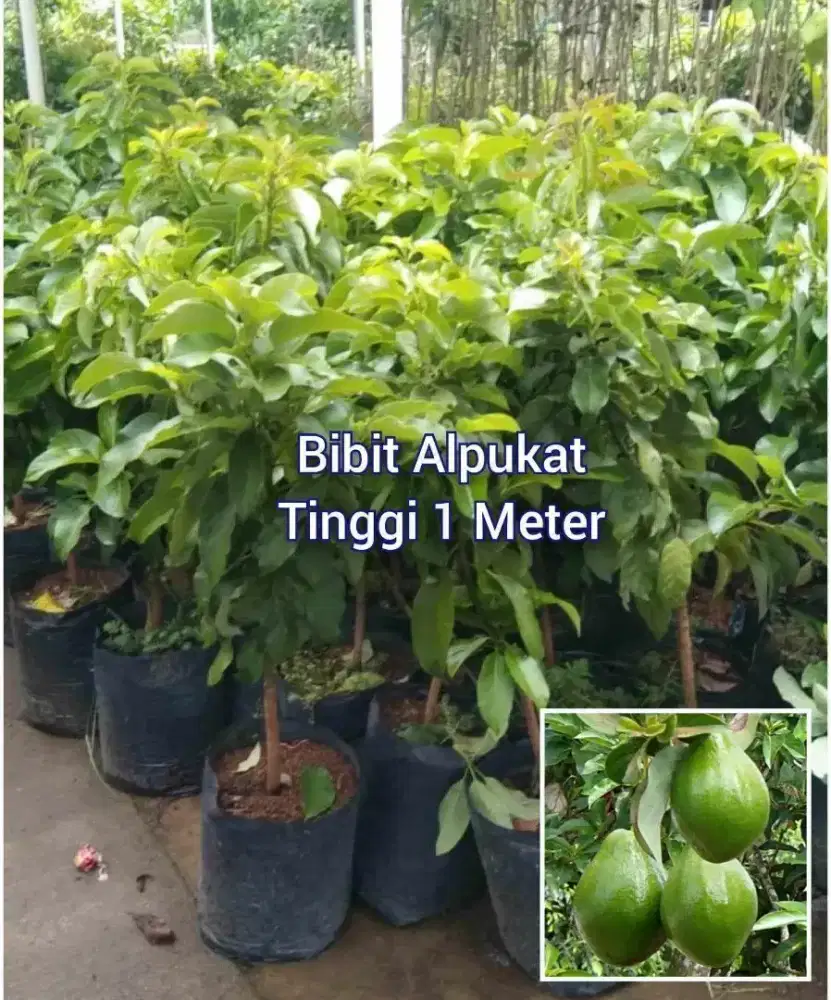 Alpukat All Varian Bibit  Sambung Pucuk Tinggi 1 Meter an