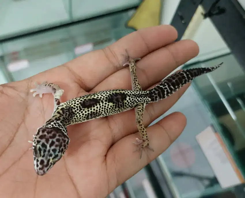 Leopard gecko BN LF