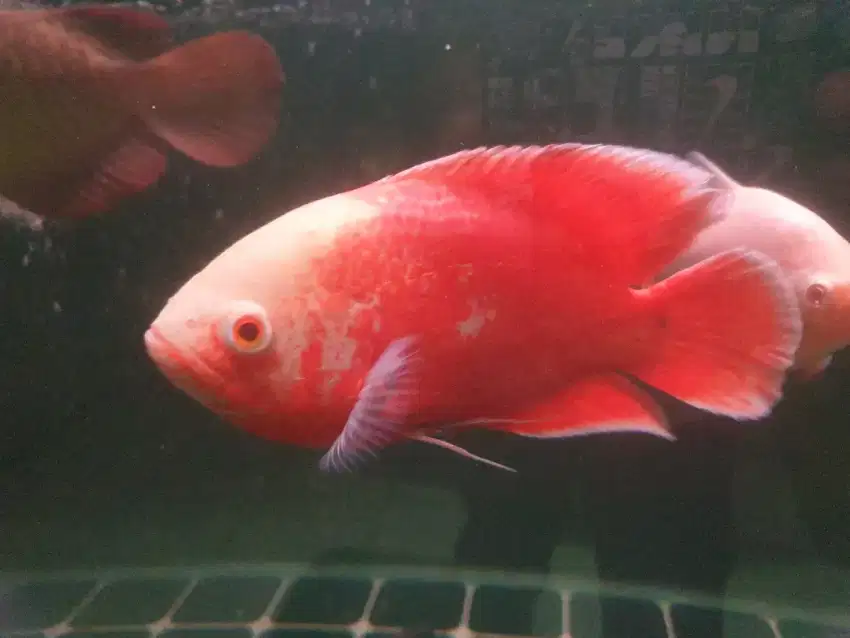 ikan oscar sb red