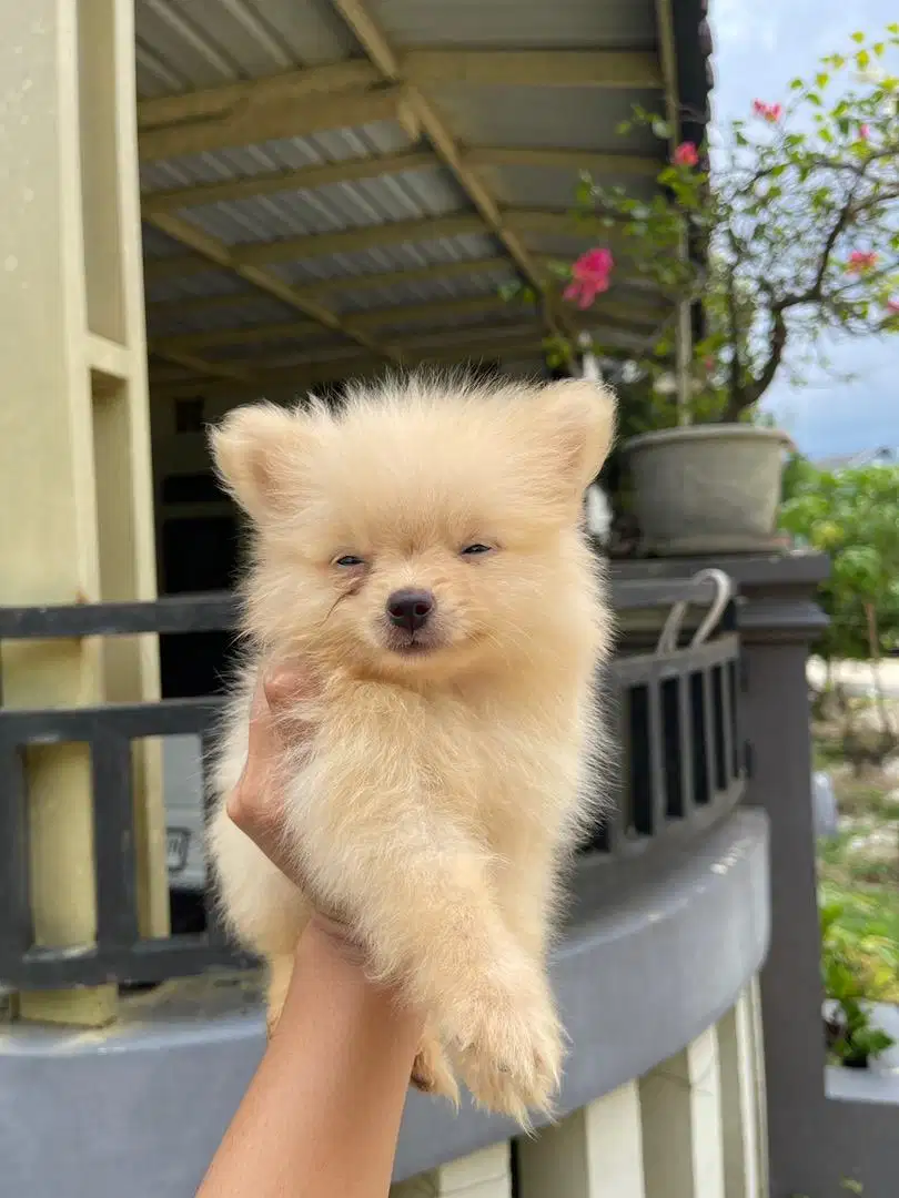 Jual Minipom Jantan