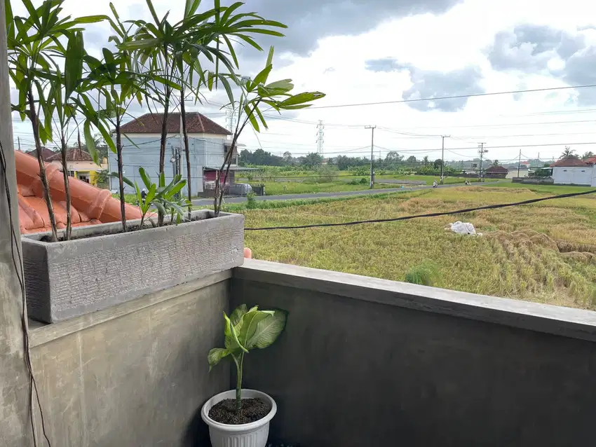 Comfortable house surrounded by rice fields