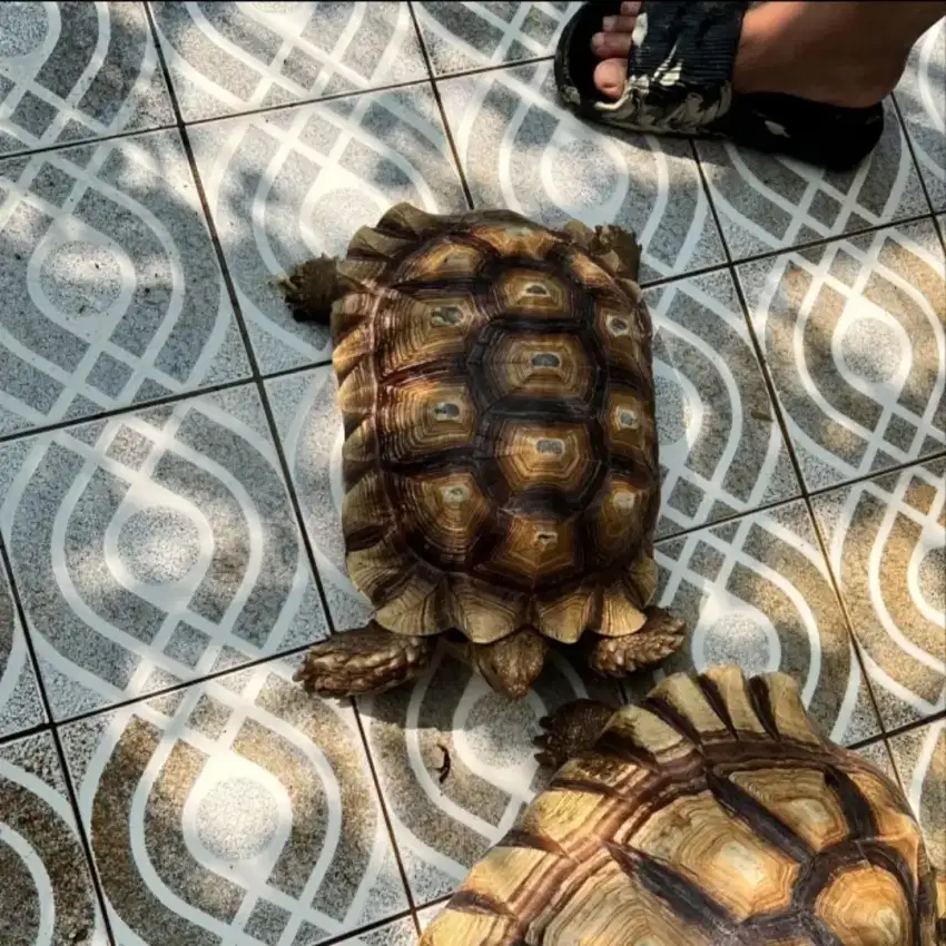 Sulcata jantan size 35CM