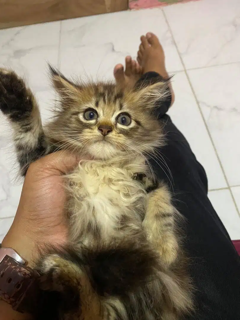 Kucing himalaya x persia