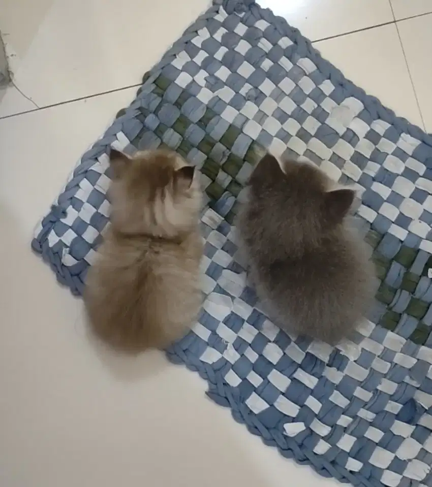 Kucing persia medium bulu kapas