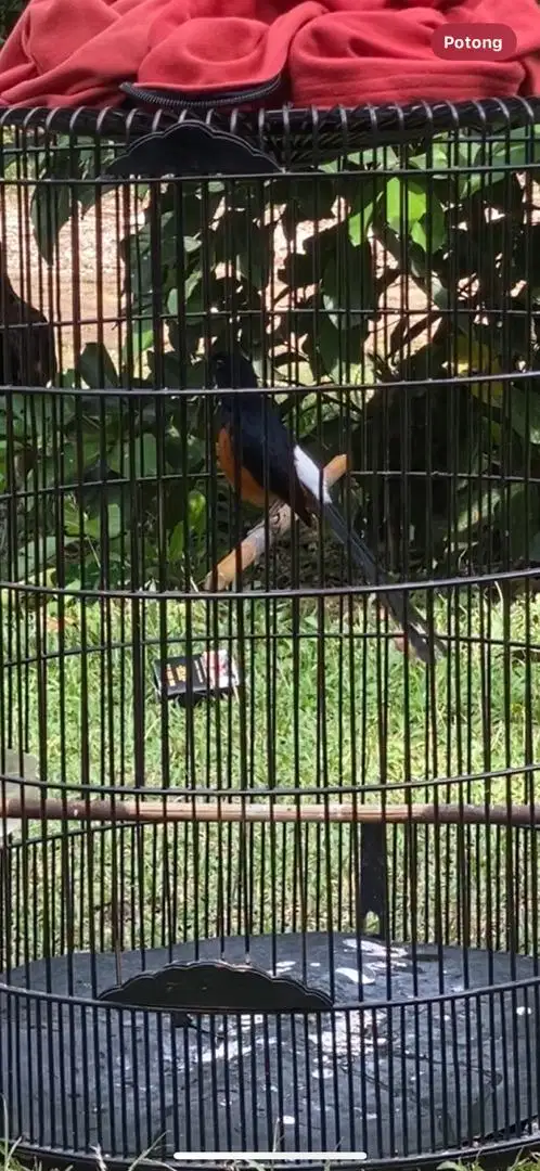 Burung Murai Batu