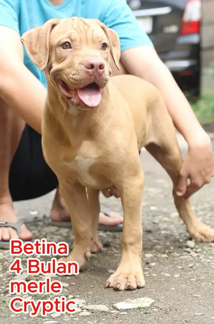 Pitbull betina 4 bulan