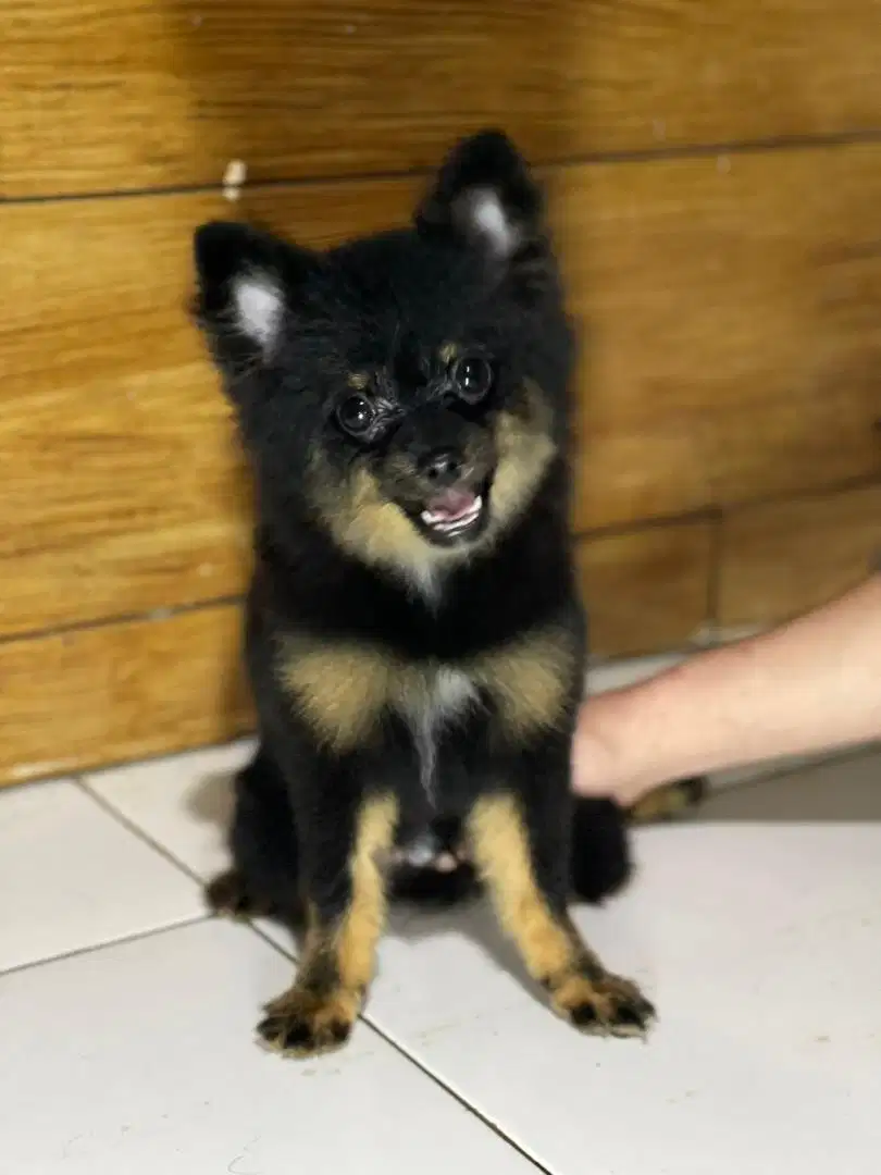 Minipom black tan