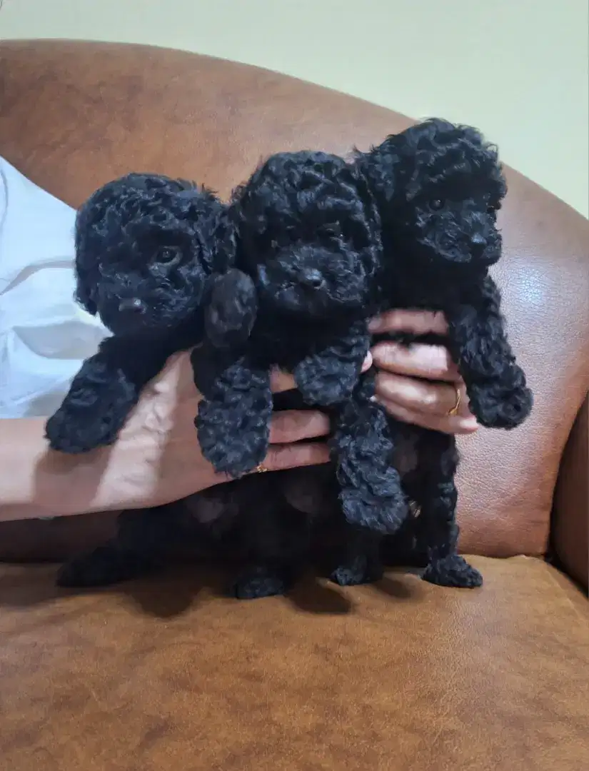 Baby black poodle