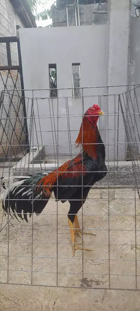 jual ayam bangkok ukuran 5