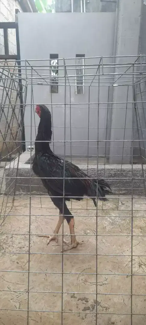 di jual ayam bangkok