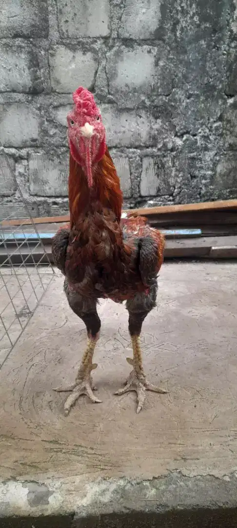 di jual pacek ayam bangkok uk 5