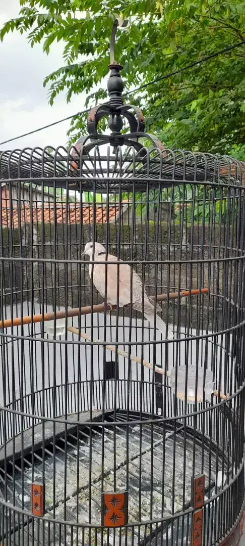 dijual burung puter pelung gacorrr