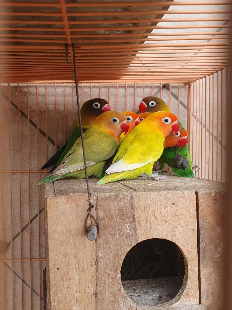 9 ekor lovebird