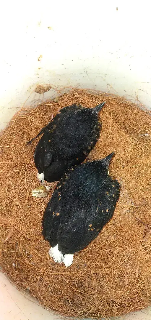 Anak burung murai batu Dua ekor