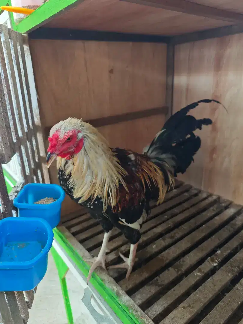 Ayam jantan dan kandangnya