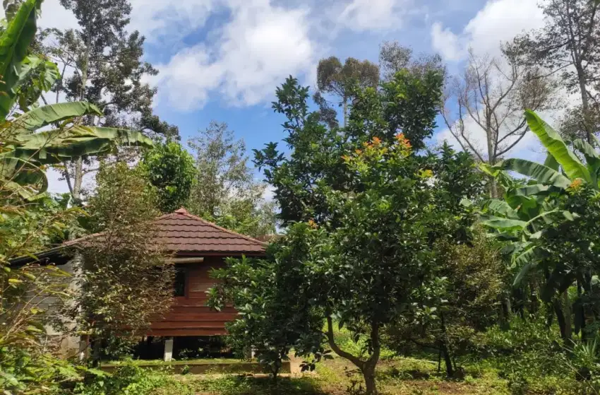 Kebun Durian, Alpukat, Buah2an Jumantono Karanganyar