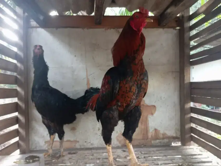 Ayam bangkok klasik Spasang...Ukuran gede2