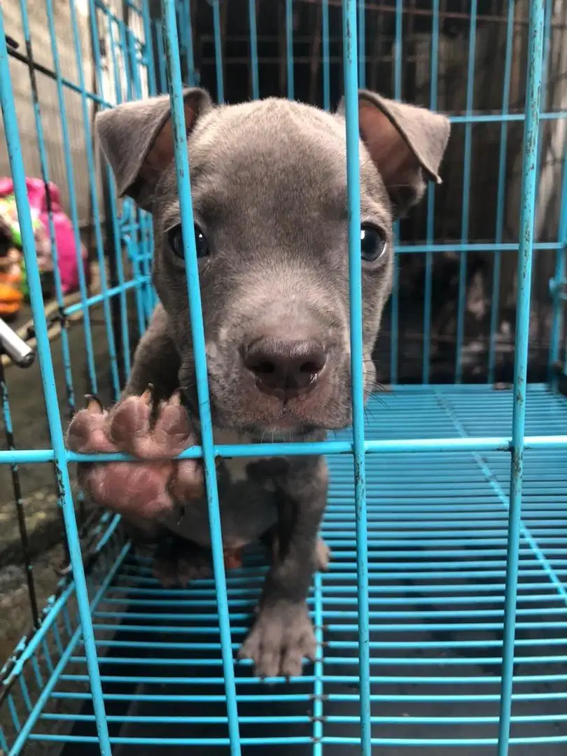 Pitbull puppys APBT