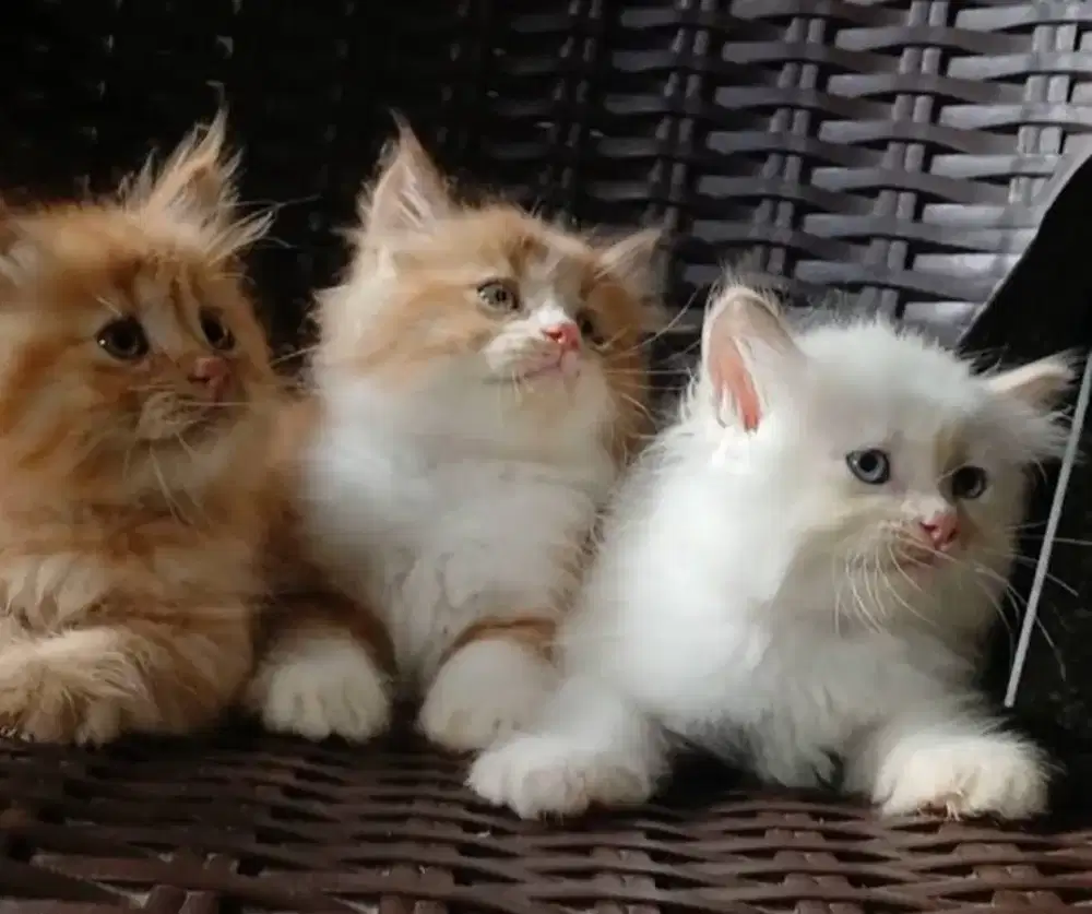 Kucing Anggora Persia