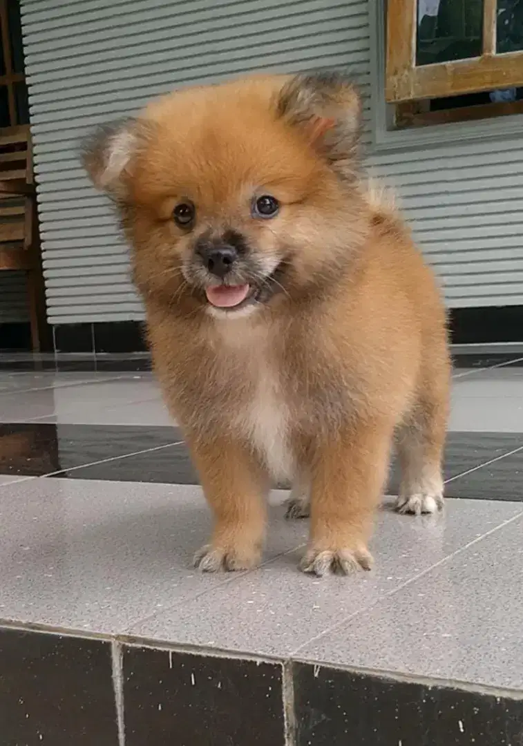 Anjing pom sable