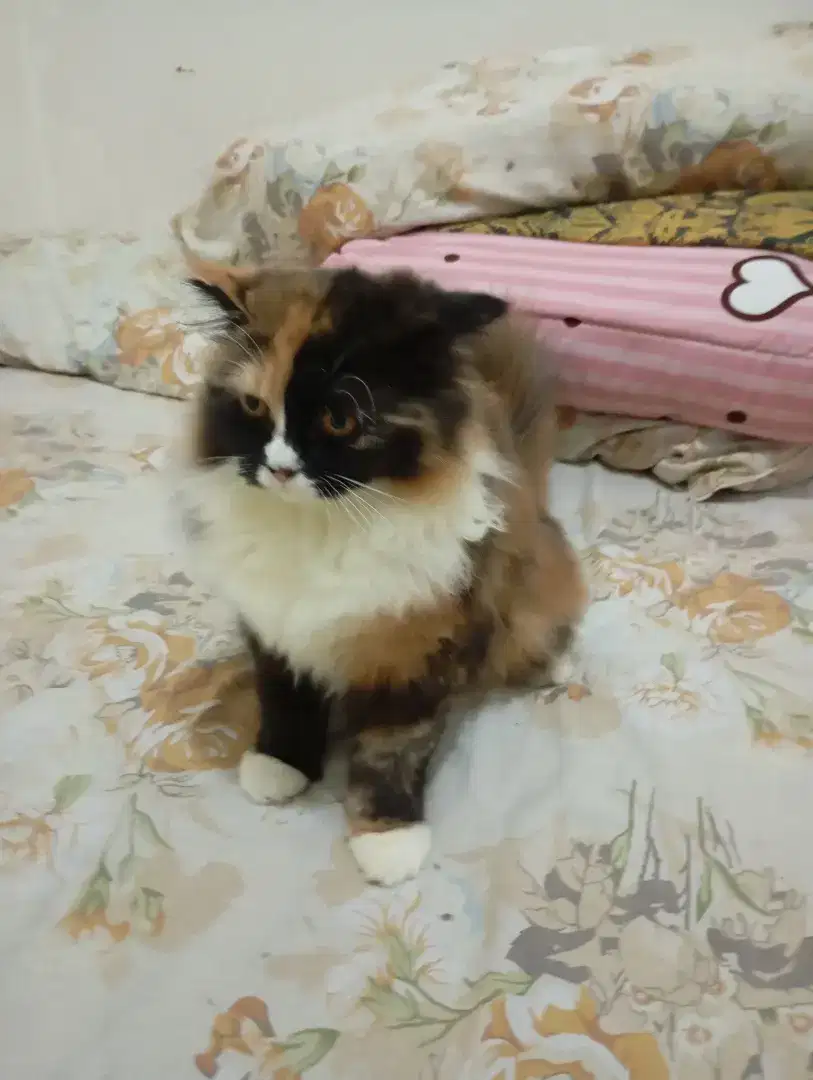 Persia longhair calico