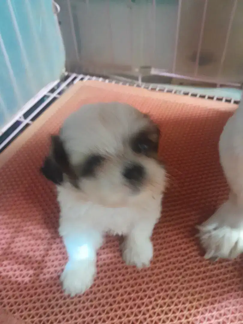 Shihtzu. Jantan. BetinaStambum vakzin